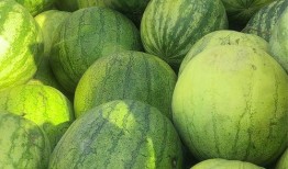 兰州籽瓜能免费吃吗